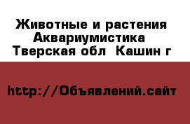 Животные и растения Аквариумистика. Тверская обл.,Кашин г.